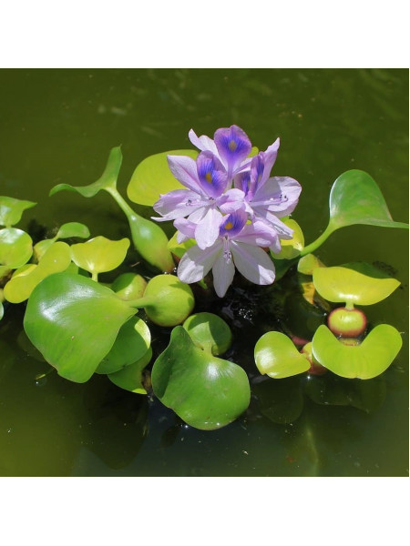 Эйхорния отличная или водяной Гиацинт (Eichhornia crassipes)