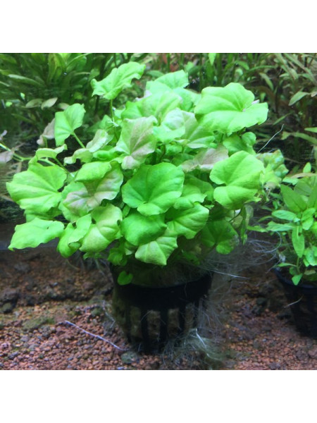 Кардамин, Сердечник Лировидный, Сердечник Японский (Cardamine lyrata)