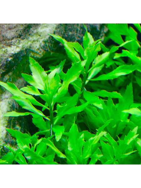Пятичленник очитковидный (Penthorum sedoides)