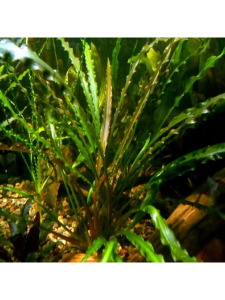 Криптокорина обратноспиральная (Cryptocoryne retrospiralis)