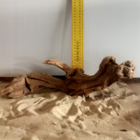 Коряга железное дерево 4