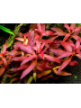 Людвигия Грандулоза (Ludwigia Grandulosa)
