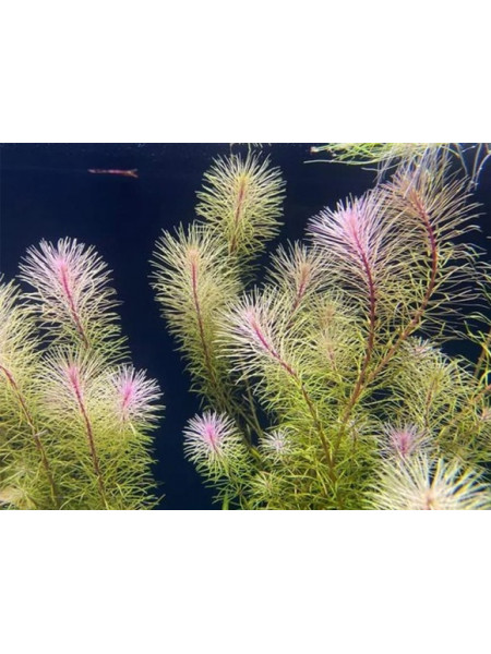 Ротала Босси (Rotala Bossii)