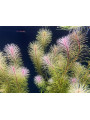 Ротала Босси (Rotala Bossii)