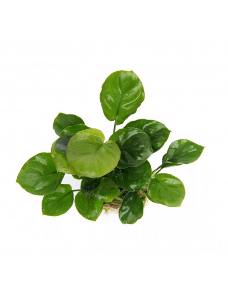 Анубиас бартери нана Золотые монеты (Anubias barteri var. nana Coin golden )  