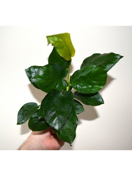 Анубиас бартери DIAMOND  (Anubias barteri sp. Diamond)