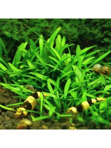 Криптокорина парва (Cryptocoryne parva)