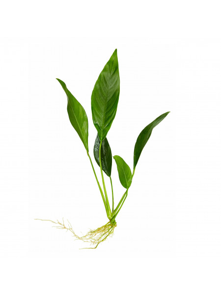 Анубиас Минима (Anubias barteri var. glabra minima)