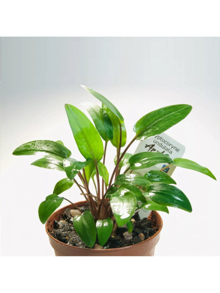 Криптокорина волнистая (Cryptocoryne undulata)