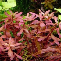 Незея крассикаулис (Nesaea crassicaulis)