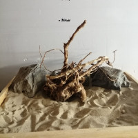 Коряга сакура-36 Коряга сакура-36