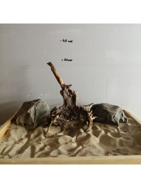 Коряга сакура-19