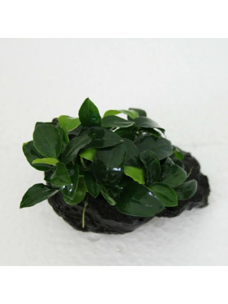 Анубиас бартери нана long wavy (anubias barteri var nana long wavy)