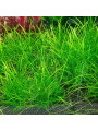 Эхинодорус нежный - (Echinodorus Helanthium tenellus) (пучок 5 метелок)