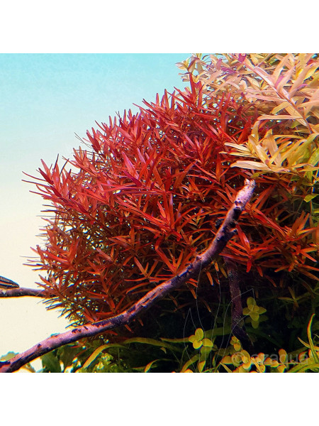 Ротала Хра (rotala H’Ra)