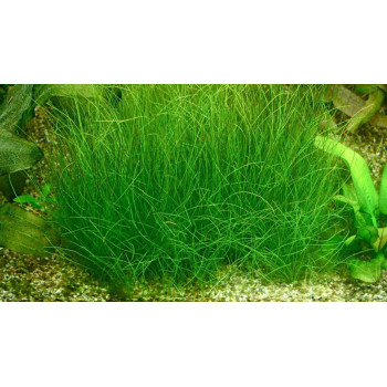 Ситняг игольчатый (Элеохарис ацикуларис, Eleocharis acicularis)