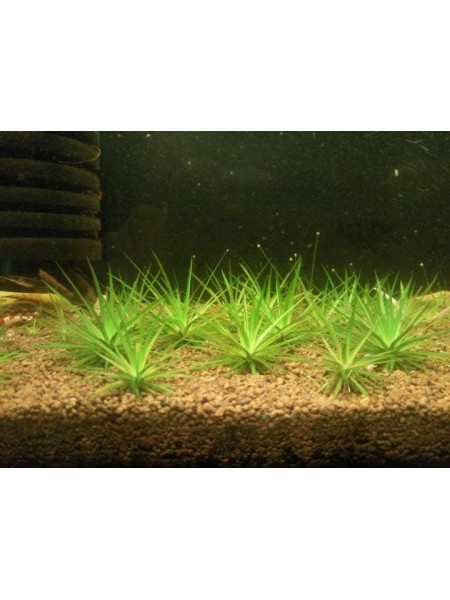 Эриокаулон (Eriocaulon sp. Polaris)