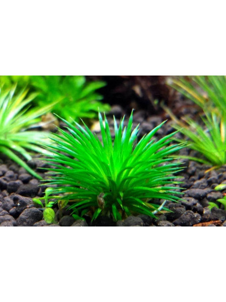 Эриокаулон (Eriocaulon sp. Ratonagiriuni)