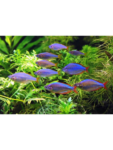 Радужница неоновая (лат. Melanotaenia praecox)