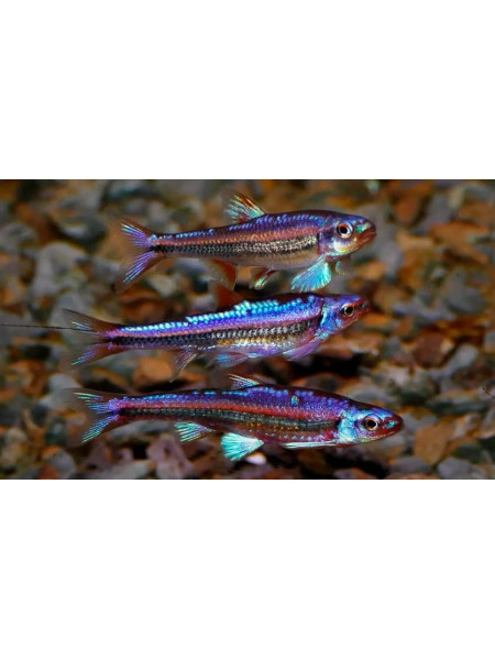 Нотропис радужный (Notropis chrosomus)
