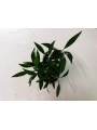 Анубиас конгензис мини (Anubias congensis mini)