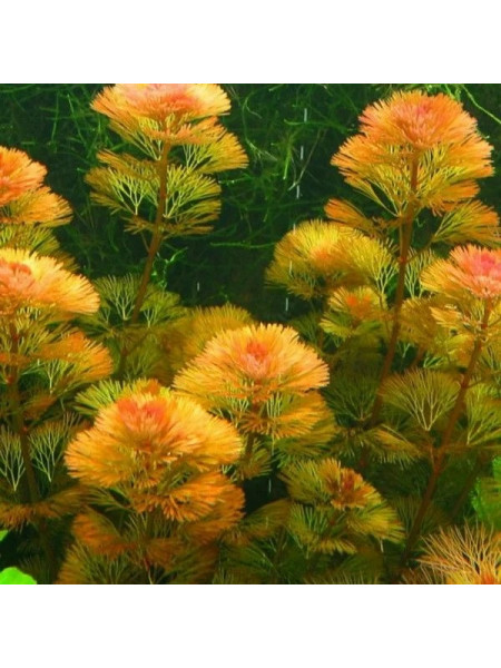 Кабомба палеформис sp. бронзовая (Cabomba palaeformis sp. bronze)