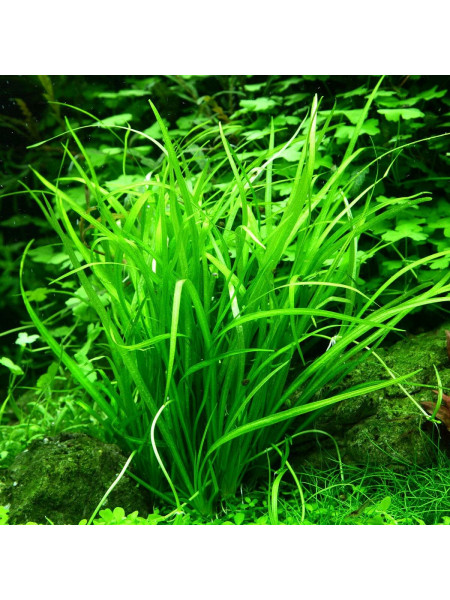 Эхинодорус нежный - (Echinodorus Helanthium tenellus) (пучок 5 метелок)