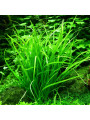Эхинодорус нежный - (Echinodorus Helanthium tenellus) (пучок 5 метелок) Эхинодорус нежный - (Echinodorus Helanthium tenellus) (пучок 5 метелок)