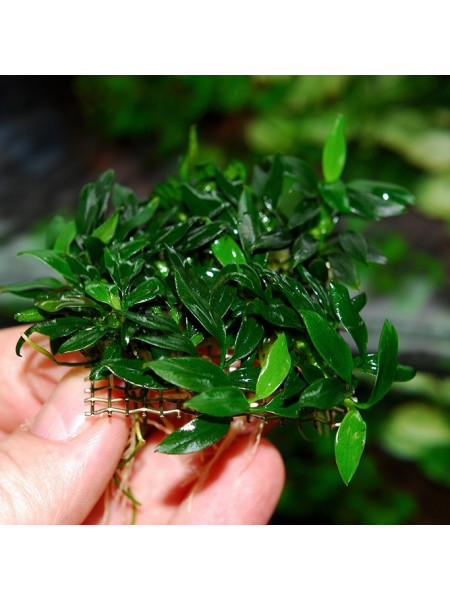 Анубиас Чили (Anubias sp Chili)