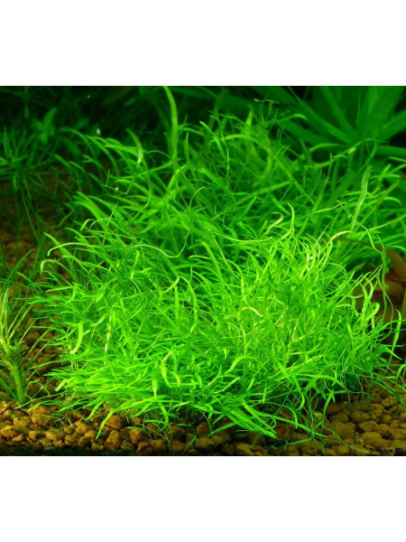 Утрикулярия граминифолия (Utricularia graminifolia)