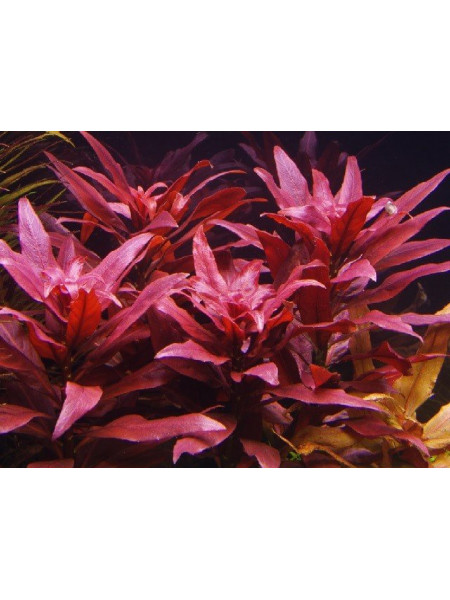 Людвигия Грандулоза (Ludwigia Grandulosa)