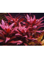 Людвигия Грандулоза (Ludwigia Grandulosa) Людвигия Грандулоза (Ludwigia Grandulosa)