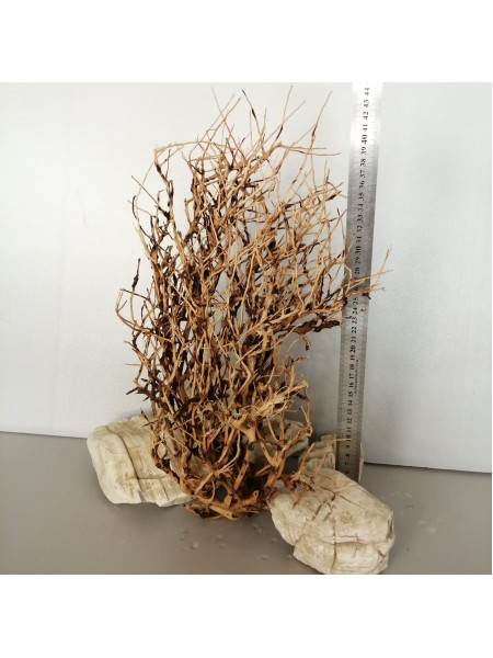 Коряга паутина шарлотты 1
