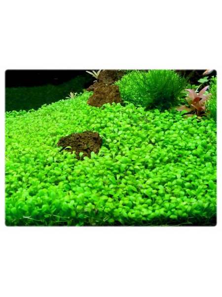 Глоссостигма (glossostigma elatinoides)