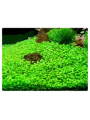 Глоссостигма (glossostigma elatinoides) Глоссостигма (glossostigma elatinoides)