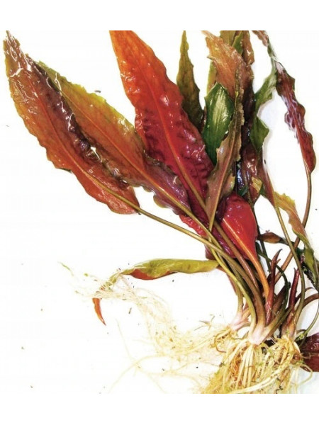 Криптокорина устериана красная (Cryptocoryne usteriana red)