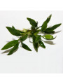 Анубиас конгензис мини (Anubias congensis mini)
