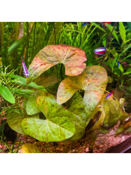 Карликовая нимфея (Nymphaea sp. Dwarf, Santarem)