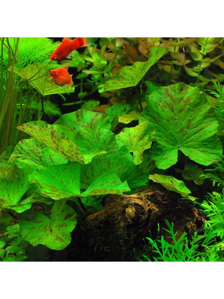 Нимфея Тигровая зеленая (Nymphaea Tiger Lotus Green)