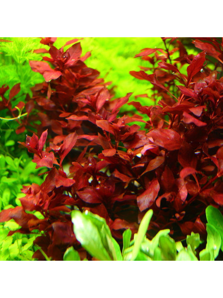 Людвигия супер ред (Ludwigia palustris super red)