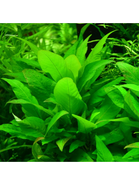 Гигрофила Лимонник Карликовый (Hygrophila Corymbosa Compact)