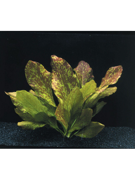 Эхинодорус Зеленое пламя (Echinodorus «Green Flame»)