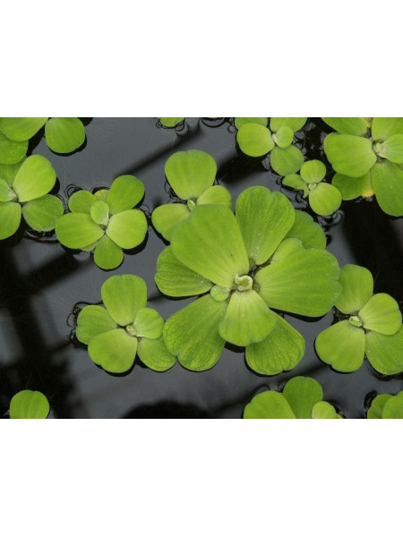   Пистия или Водяной салат (Pistia stratiotes)