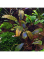 Bucephalandra sp. Shine Blue