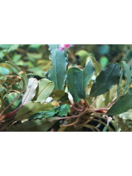 Bucephalandra sp. Suang Blue