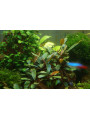 Bucephalandra narcissus 2