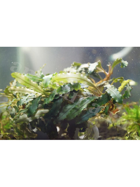 Bucephalandra sp. Dark Bliblis