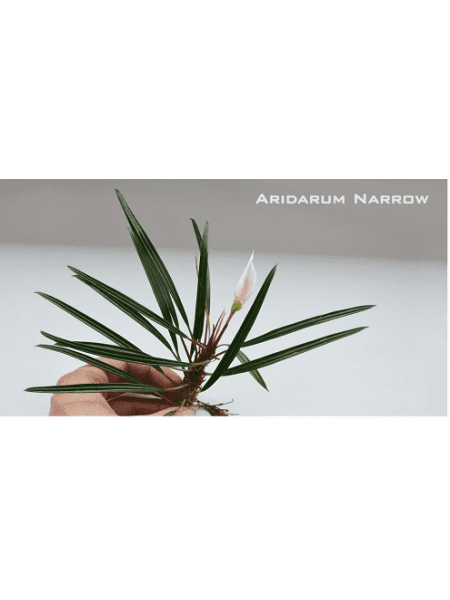 Bucephalandra Aridarum Narrow