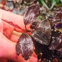 Bucephalandra sp. Pandora queen