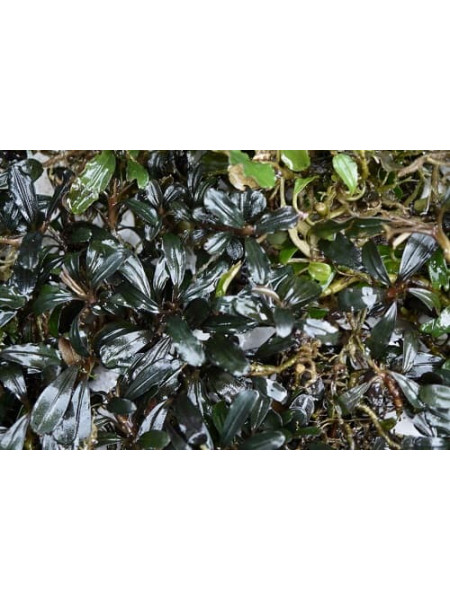 Bucephalandra sp suang black